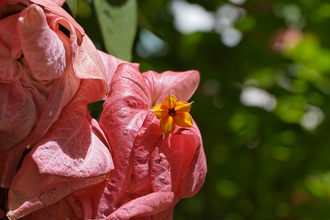 Fleurs Nanthawan Aout 2010-004
